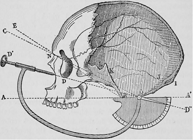 skull measurements anthro - shutterstock