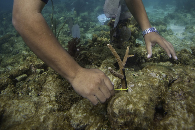 reef-step-5.jpg