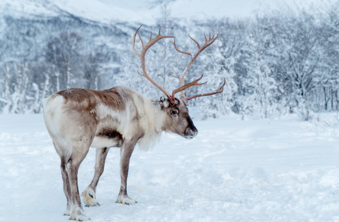 Reindeer standing in snowcovered wilderness of Troms County, Norway 