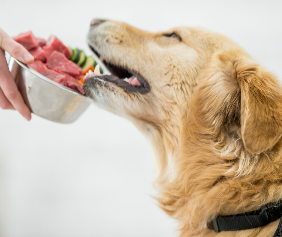 11 Best Dog Foods 2023