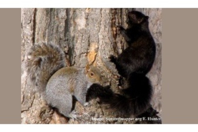 squirrelmapper