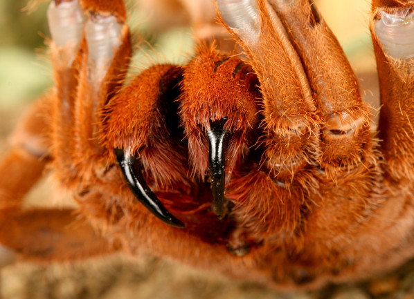 largest spider
