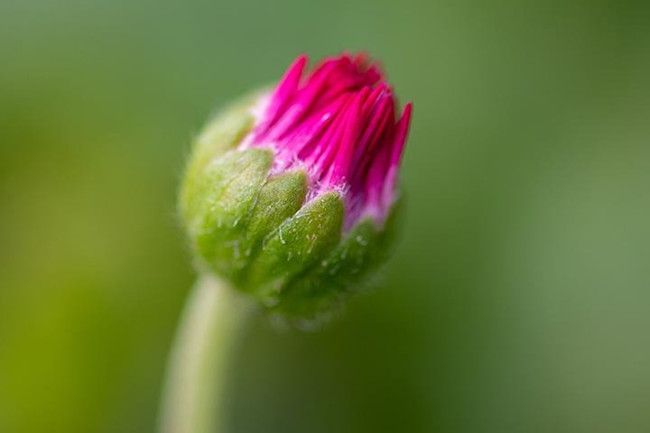 Budburst jose-antonio-morales-unsplash