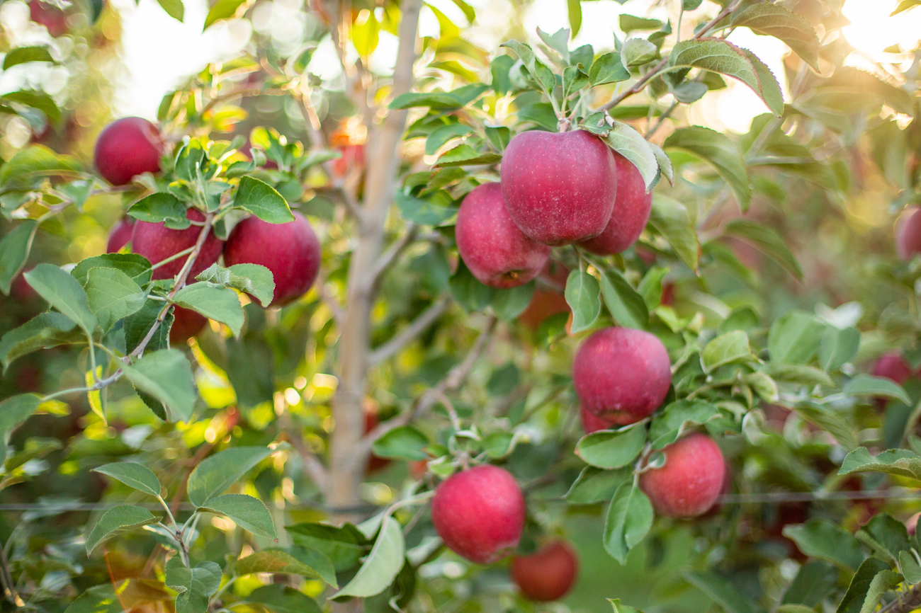 Why It Takes Decades To Breed New Apple Varieties Discover Magazine