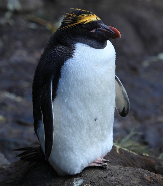 macaroni penguin