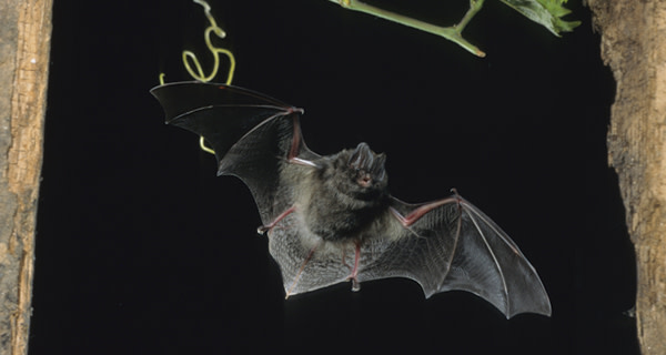 Barbastelle_flying.jpg