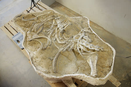 Accidental Paleontology in L.A. | Discover Magazine