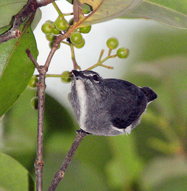 Newly-Discovered-Species-0.jpg