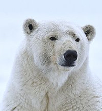 Polar-bear.jpg