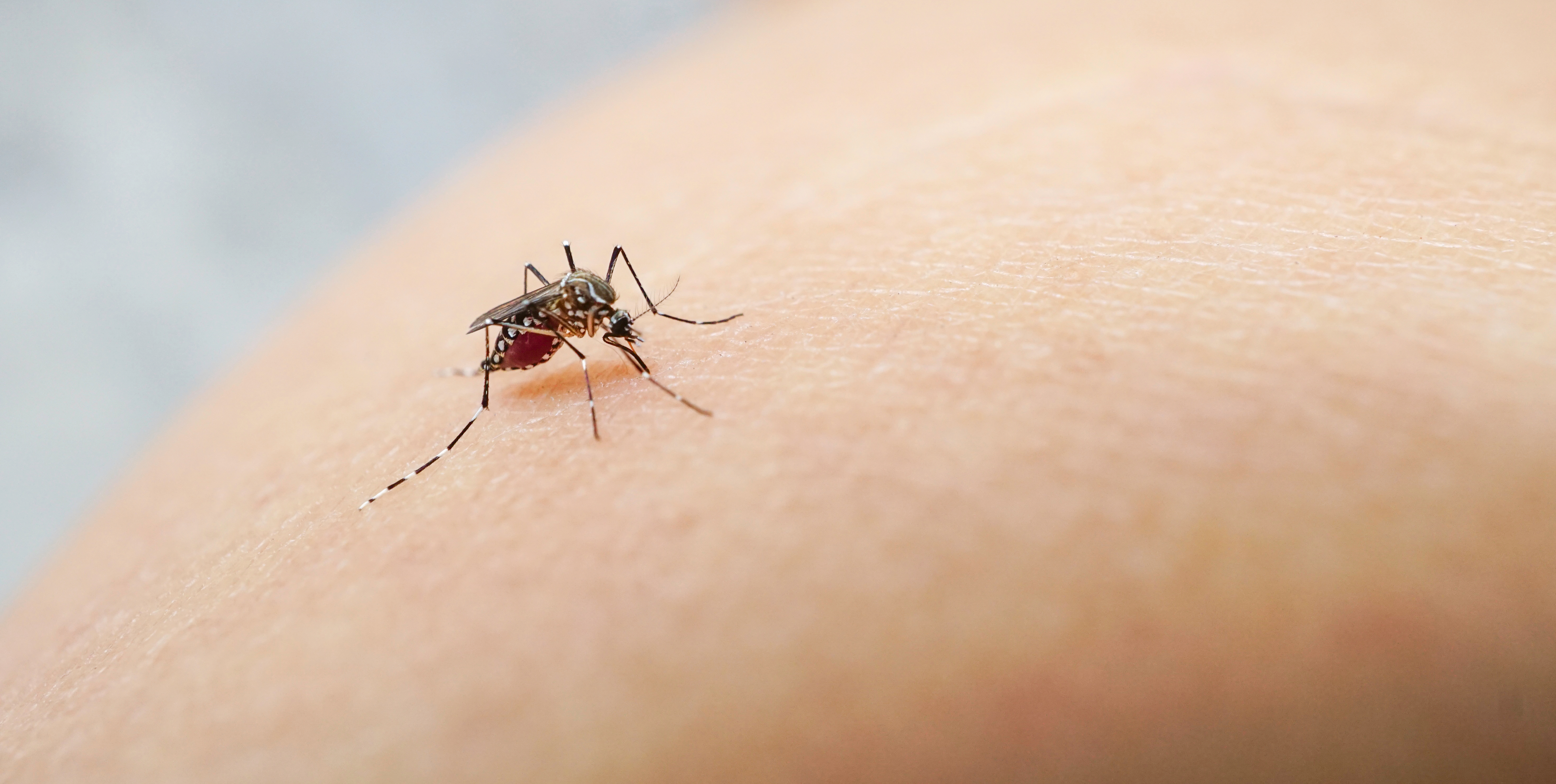 Les anciens humains pourraient avoir construit une résistance au paludisme