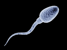 Old Sperm