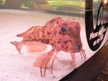 sad-fish.jpg