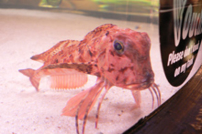 Prozac Ocean Fish Absorb Our Drugs And Suffer For It Discover prozac ocean fish absorb our drugs