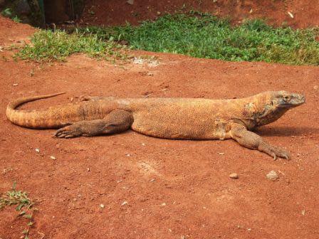 Komodo_dragon_Varanus_komodoensis_Ragunan_Zoo_2.jpg