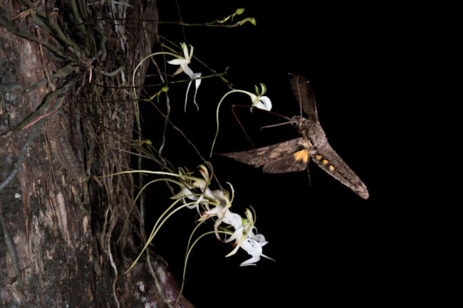 Searching For The Ghost Orchids Of The Everglades Discover Magazine