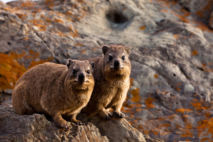 rock hyrax