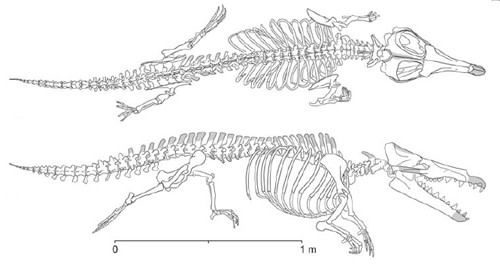 Fossil foetus shows that early whales gave birth on land | Discover ...