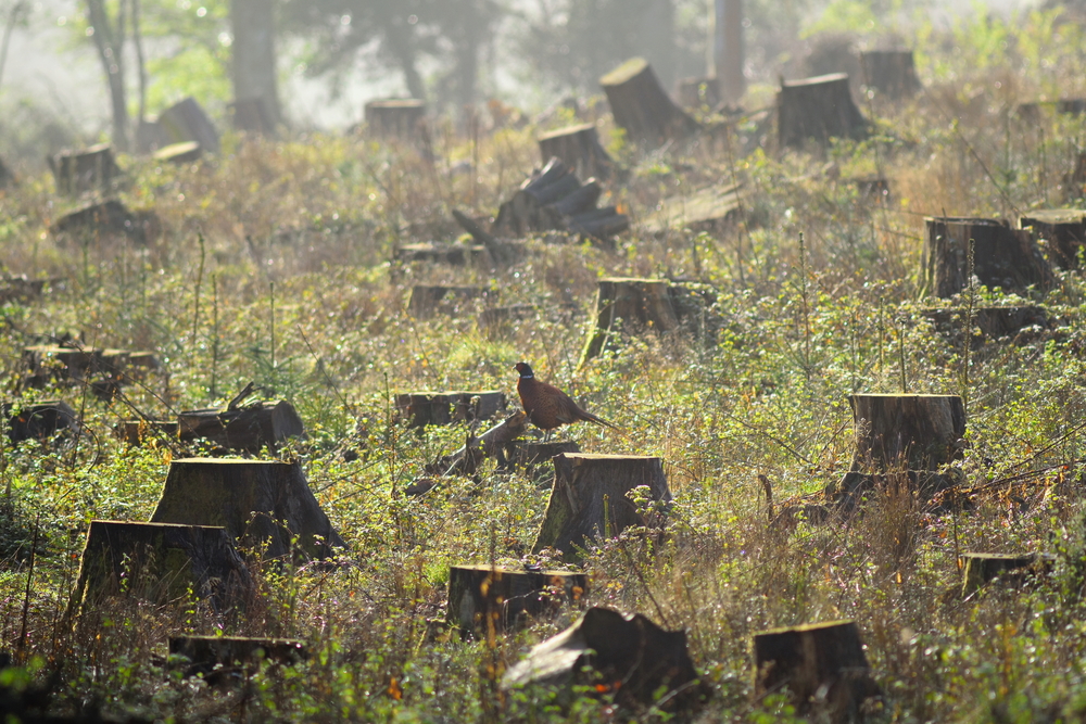 Biodiversity Is Rapidly Declining. Here's What You Can Do About It ...