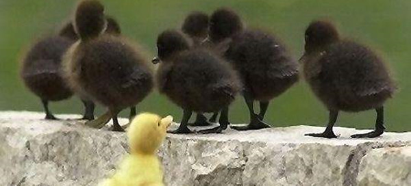 Duckling.jpg