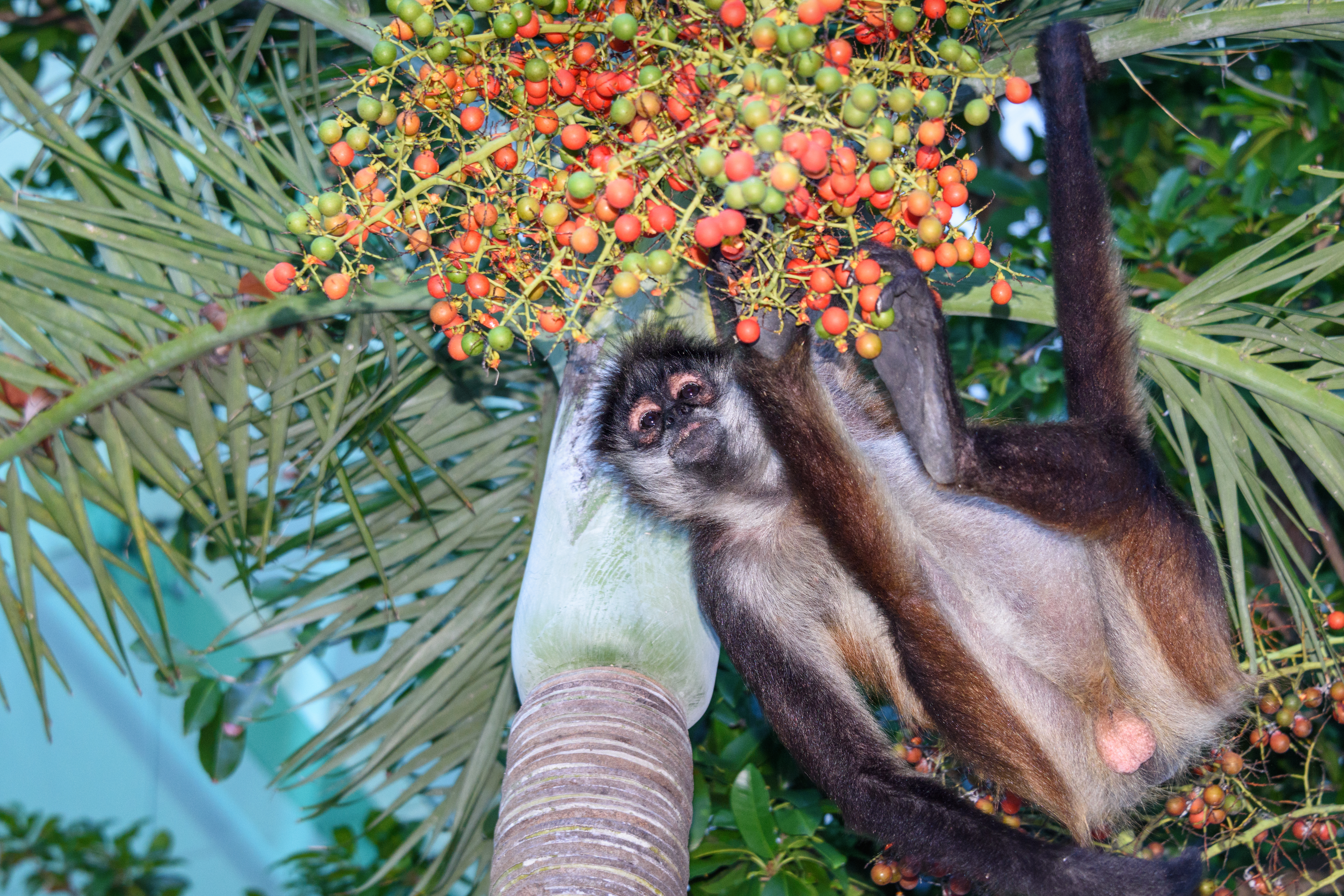 Spider monkeys, facts and photos