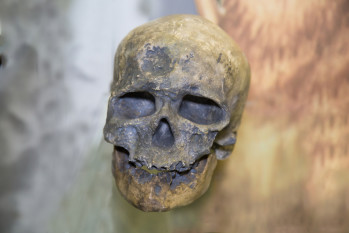 Cro Magnon skull shows that our brains have shrunk