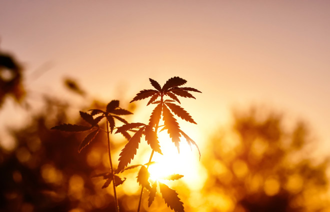 Cannabis Marijuana Pot Weed - Shutterstock