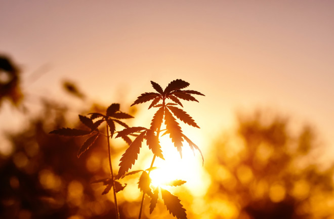 Cannabis Marijuana Pot Weed - Shutterstock