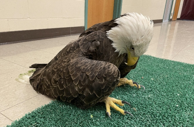 Lead Poisoned Bald Eagle