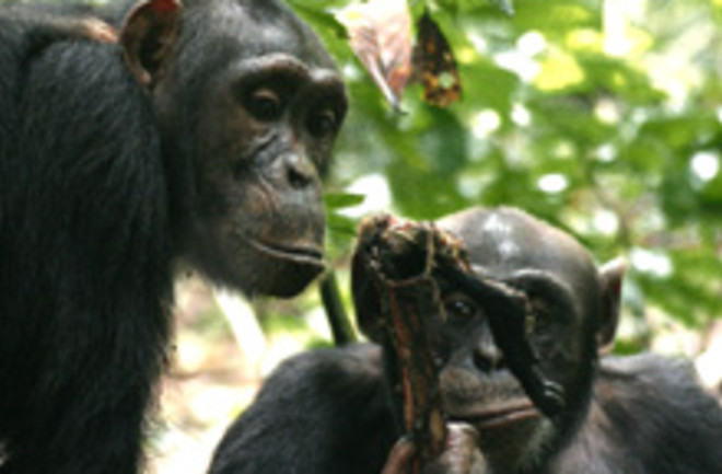 chimps-meat.jpg