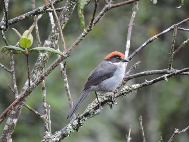 Antioquia Brushfinch - edwinmunera