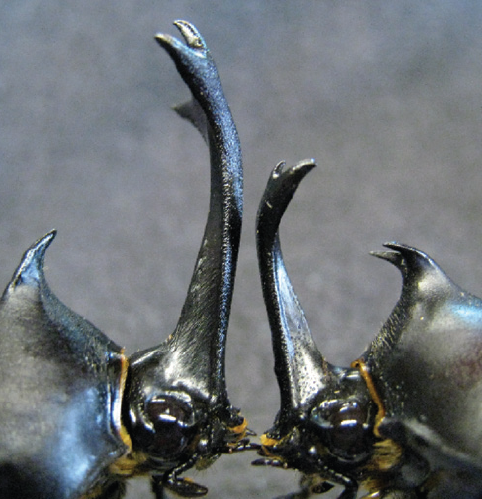 knockdown-beetles.png