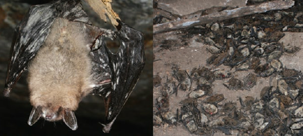 Bat_extinction.jpg