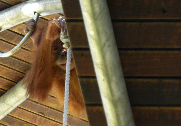 Orangutan_baby_knot.jpg