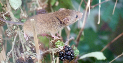 HarvestMouse.jpg