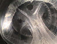 rd-bumpy-rotating.jpg