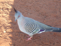 Crested-pigeon.jpg