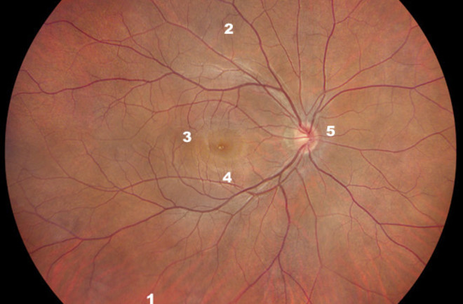 retina.jpg