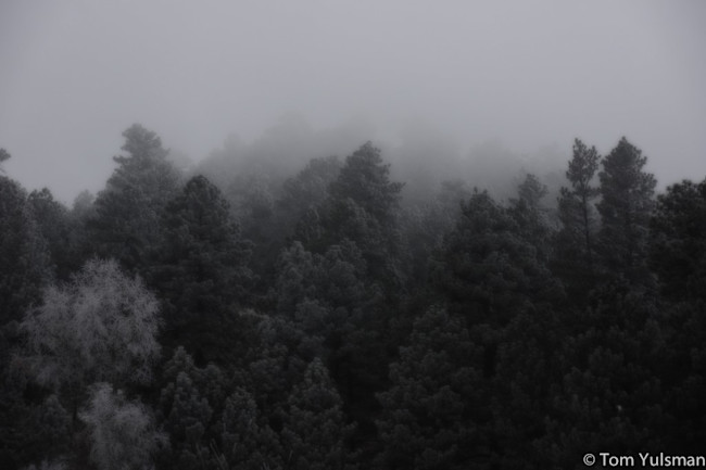 Trees-1024x682.jpg