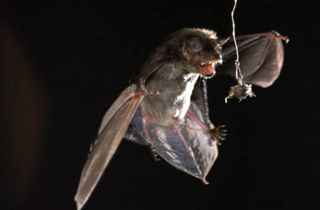 bat moth