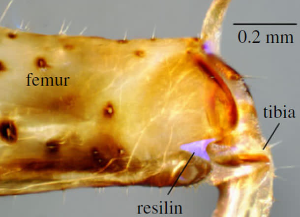 Resilin_leaproach.jpg