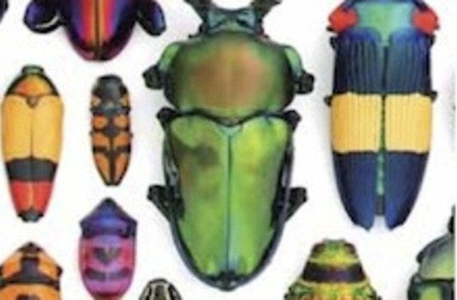 beetle-excerpt.jpg
