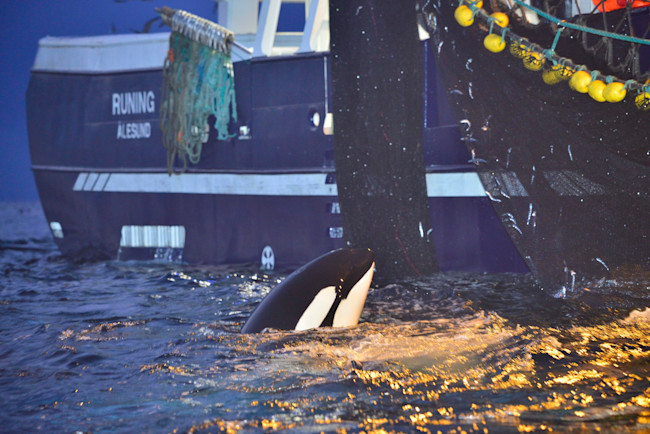 Killer Whale and Fishing Boat