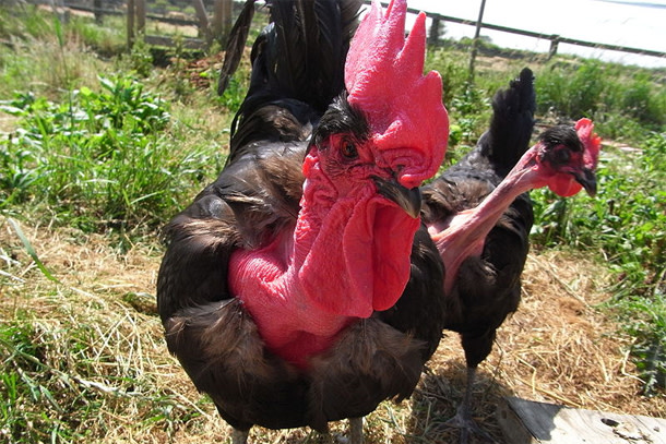 Naked_neck_chicken.jpg