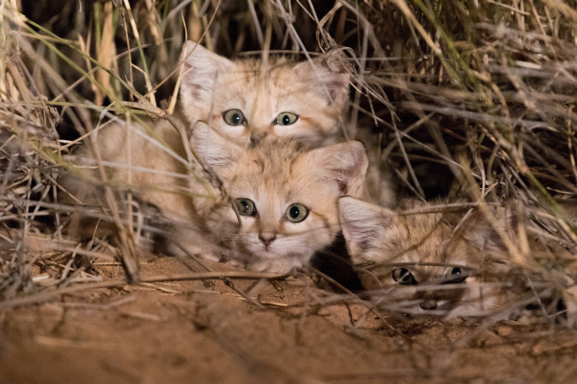 Saharan Sand Cats 