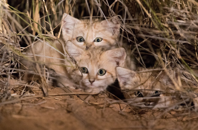 Saharan Sand Cats 