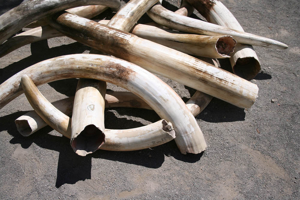 Scientists Id Major Ivory Trafficking Cartels Using Genetics 