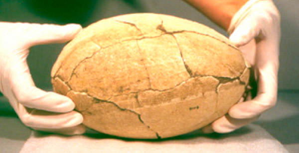 Moa_egg.jpg