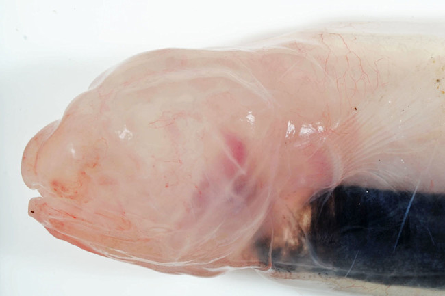 blind-cusk-eel-head-web-CSIRO-ANFC-1.jpg