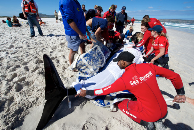 Pilot whale strandings and attempted rescue