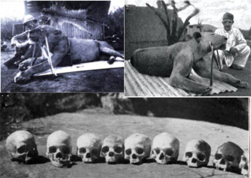 Tsavo lions